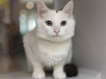 BILBO -  Domestic Short Hair Cat for Adoption in Phoenix, Arizona - BILBO | PetCurious