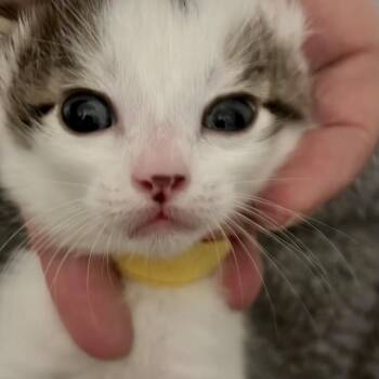 Linden* -  Domestic Short Hair Cat for Adoption in San Gabriel, California - Linden* | PetCurious