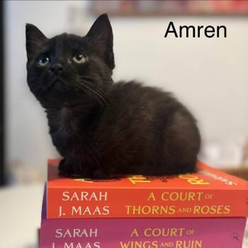 Amren -  Domestic Short Hair Cat for Adoption in Los Angeles, California - Amren | PetCurious