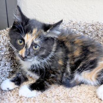 Din -  Domestic Short Hair Cat for Adoption in Medford, Oregon - Din | PetCurious