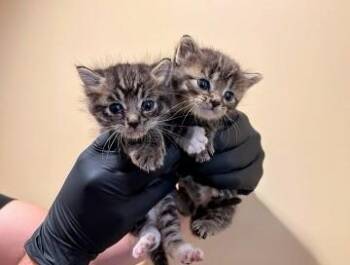 DUNE -  Domestic Short Hair Cat for Adoption in Tustin, California - DUNE | PetCurious