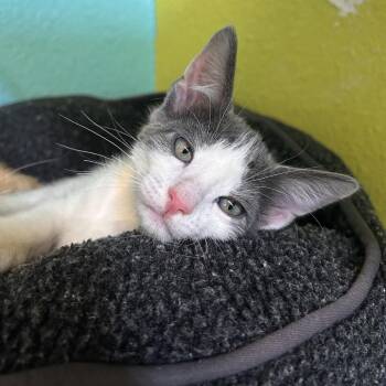 Domestic Short Hair Cats Available for Adoption in Fresno, California - Bucket Jr | PetCurious