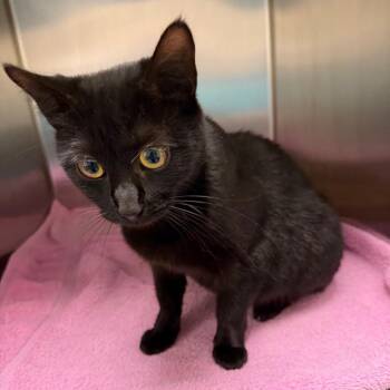 Itty Bitty -  Domestic Short Hair Cat for Adoption in Charlottesville, Virginia - Itty Bitty | PetCurious