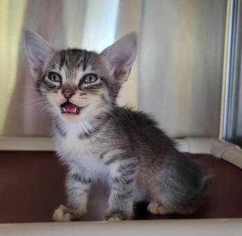 Domestic Short Hair Cats Available for Adoption in Kennewick, Washington - Twinkle | PetCurious