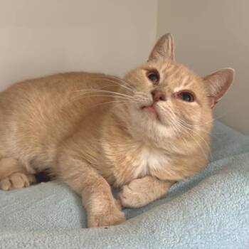 Sonia -  Domestic Short Hair Cat for Adoption in Penn Yan, New York - Sonia | PetCurious