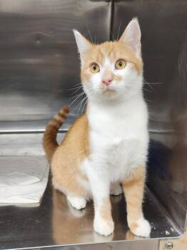 Grover -  Domestic Short Hair Cat for Adoption in Washingtonville, New York - Grover | PetCurious