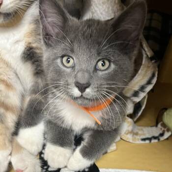Peach Fuzz -  Domestic Short Hair Cat for Adoption in Chicago, Illinois - Peach Fuzz | PetCurious