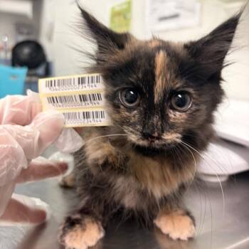 Freckles -  Domestic Long Hair Cat for Adoption in Charleston, West Virginia - Freckles | PetCurious