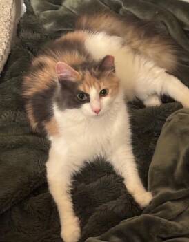 Sarafina -  Domestic Long Hair Cat for Adoption in North Babylon, New York - Sarafina | PetCurious