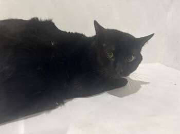 Domestic Short Hair Cats Available for Adoption in Winter Haven, Florida - NOIR | PetCurious