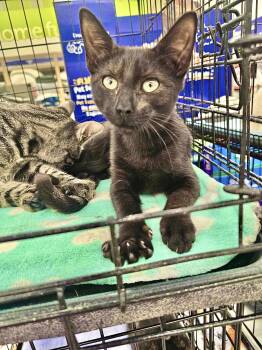 Rescue Domestic Short Hair Cats for Adoption in East Orange, New Jersey - Blake | PetCurious