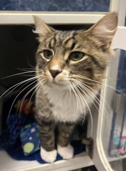 Mikey -  Domestic Medium Hair Cat for Adoption in Winnipeg, Manitoba - Mikey | PetCurious