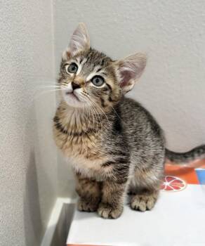 Savory -  Tabby Cat for Adoption in Alameda, California - Savory | PetCurious