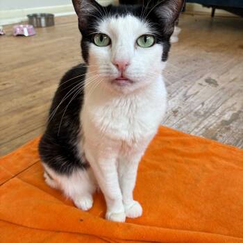 Rescue Domestic Short Hair Cats for Adoption in Los Angeles, California - Bianca | PetCurious