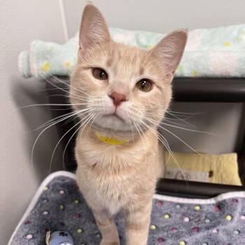 Franci -  Domestic Short Hair Cat for Adoption in Arlington Heights, Illinois - Franci | PetCurious