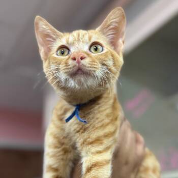 Sirius -  Domestic Short Hair Cat for Adoption in Sunrise, Florida - Sirius | PetCurious