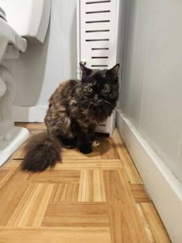 Bubbles -  Domestic Long Hair Cat for Adoption in Plano, Texas - Bubbles | PetCurious