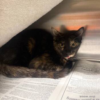 Mrs Raisins -  Domestic Short Hair Cat for Adoption in Pauls Valley, Oklahoma - Mrs Raisins | PetCurious