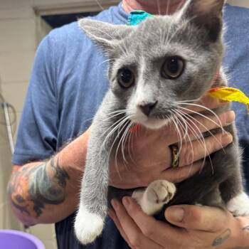 Monty -  Domestic Short Hair Cat for Adoption in Madisonville, Kentucky - Monty | PetCurious