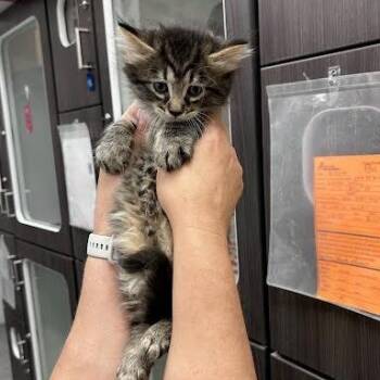 Prince Charming -  Domestic Medium Hair Cat for Adoption in Jeffersonville, Indiana - Prince Charming | PetCurious