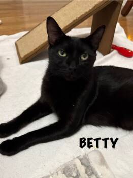 Rescue Domestic Short Hair Cats for Adoption in Libertyville, Illinois - Betty | PetCurious