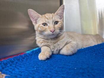 Jim Bean -  Domestic Short Hair Cat for Adoption in Sioux City, Iowa - Jim Bean | PetCurious