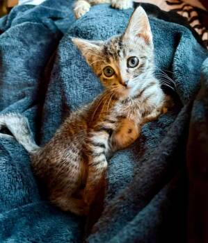 Willow -  Domestic Short Hair Cat for Adoption in Urbandale, Iowa - Willow | PetCurious
