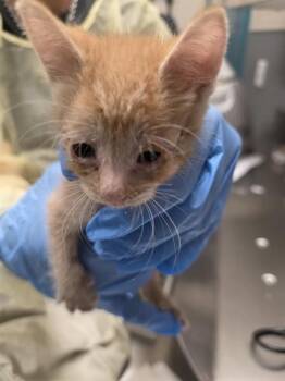 CLEMENTINE -  Domestic Short Hair Cat for Adoption in Las Vegas, Nevada - CLEMENTINE | PetCurious
