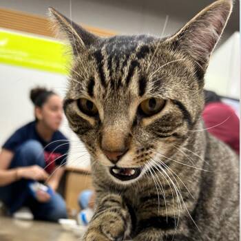 Domestic Short Hair Cats Available for Adoption in Prosper, Texas - Chester C007499 Now Winston | PetCurious