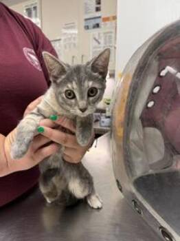 Mermaid -  Domestic Short Hair Cat for Adoption in South Bend, Indiana - Mermaid | PetCurious