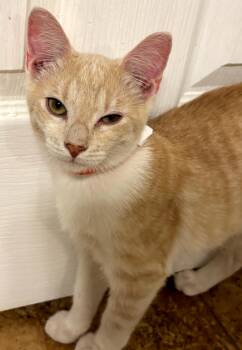 Newton -  Domestic Short Hair Cat for Adoption in Phoenix, Arizona - Newton | PetCurious
