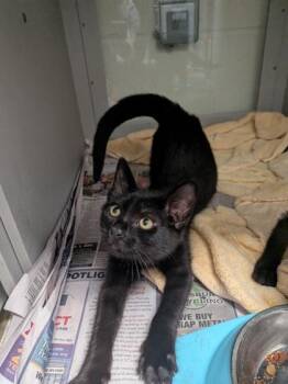 Boomer -  Domestic Short Hair Cat for Adoption in Louisburg, North Carolina - Boomer | PetCurious