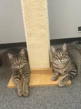 Lilo -  Domestic Short Hair Cat for Adoption in Ferndale, Michigan - Lilo | PetCurious