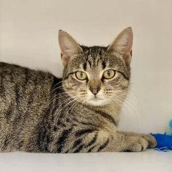 Jessi -  Domestic Short Hair Cat for Adoption in Champaign, Illinois - Jessi | PetCurious