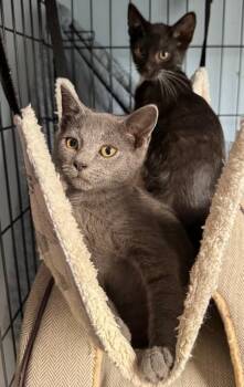 Grits -  Domestic Short Hair Cat for Adoption - Grits | PetCurious