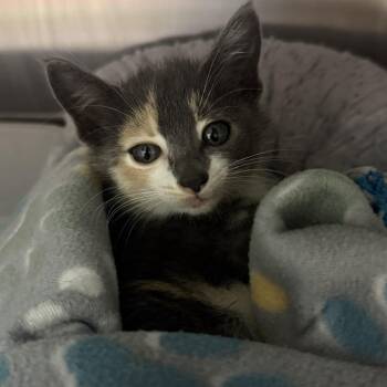 Tsunami -  Domestic Short Hair Cat for Adoption in Mankato, Minnesota - Tsunami | PetCurious