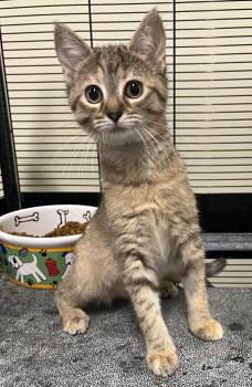 Rescue Domestic Short Hair Cats for Adoption in Cashiers, North Carolina - Gypsy | PetCurious