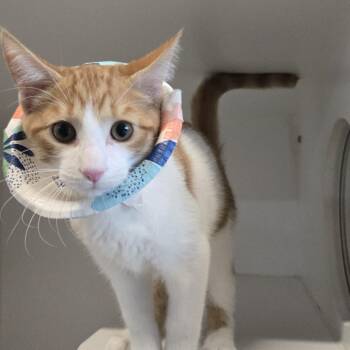 Adam Hicks -  Domestic Short Hair Cat for Adoption in Dearborn, Michigan - Adam Hicks | PetCurious