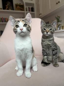 Calico and Domestic Short Hair Cats Available for Adoption in Walnut Creek, California - Coco | PetCurious