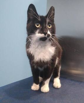 Rescue Domestic Short Hair Cats for Adoption in Philadelphia, Pennsylvania - Armita Holly | PetCurious