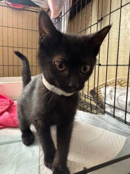 Boba -  Domestic Short Hair Cat for Adoption in Fort Collins, Colorado - Boba | PetCurious