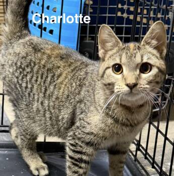 Charlotte -  Tabby Cat for Adoption in Muncie, Indiana - Charlotte | PetCurious