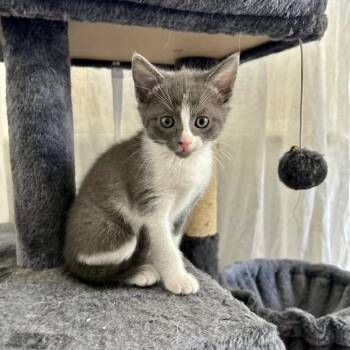 Domestic Short Hair Cats Available for Adoption in Harrisonburg, Virginia - Harp | PetCurious