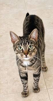 Rachel -  Domestic Short Hair and Tabby Cat Available for Adoption in Greensboro, North Carolina - Rachel | PetCurious