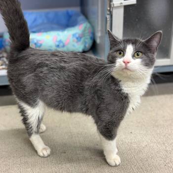Jiffy -  Domestic Short Hair Cat for Adoption in Marshalltown, Iowa - Jiffy | PetCurious
