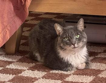 Rescue Domestic Medium Hair Cats for Adoption in Beverly Hills, California - Tortellini | PetCurious