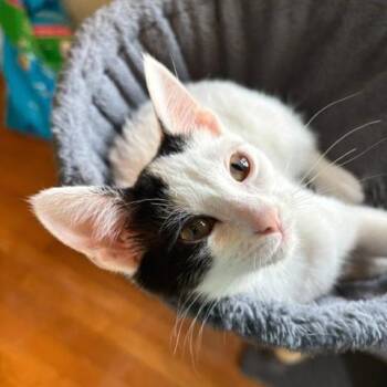 Posca -  Domestic Short Hair Cat for Adoption in Gibsonia, Pennsylvania - Posca | PetCurious