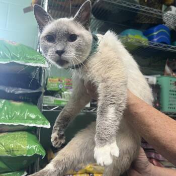 Jasper -  Domestic Short Hair Cat for Adoption in Valley, Alabama - Jasper | PetCurious