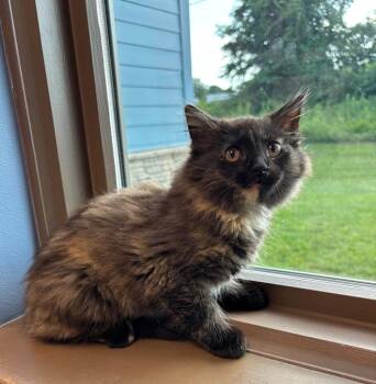 Julie -  Domestic Medium Hair Cat for Adoption in Little Rock, Arkansas - Julie | PetCurious