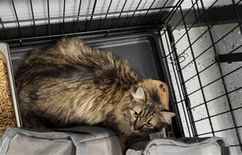 Rescue Domestic Medium Hair Cats for Adoption in Casper, Wyoming - LESLIE | PetCurious